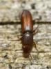 Rhizophagus sp.